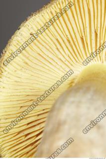 Photo Texture of Mushroom 0017